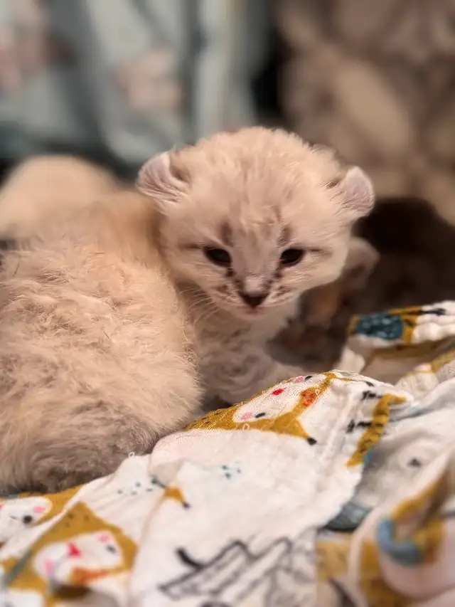 highland lynx in Cats & Kittens for Rehoming in Laval / North Shore - Image 9
