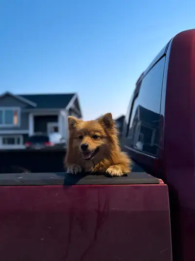 Pomeranian, View more