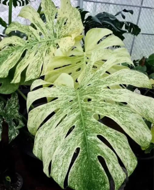 Combo : 2 Monstera rooted wetstick of your choice in Plants, Fertilizer & Soil in City of Toronto - Image 2