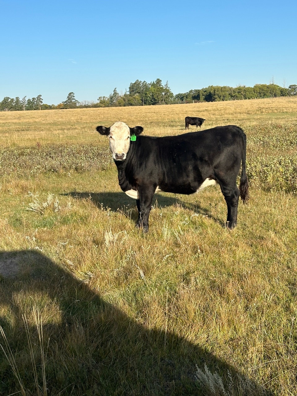bred heifers and young cows | Livestock | Swift Current | Free local ...