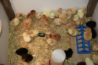 Barnyard mixed chicks.