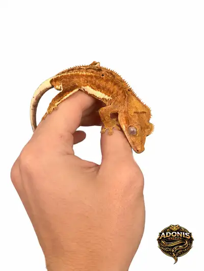  Lily White Halloween Crested Gecko - Adonis Exotics, View more