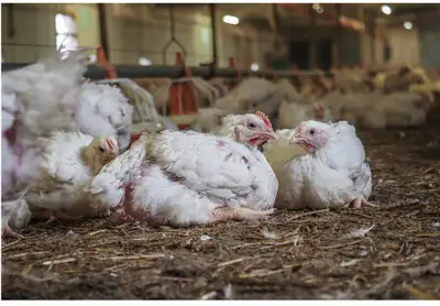 part-time chicken loading/catching, View more