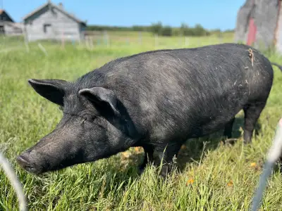 Pigs:Large Black Sows, View more
