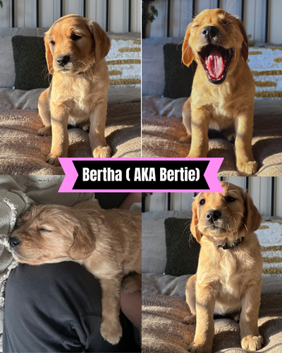 Gorgeous Golden Retriever Puppies, View more