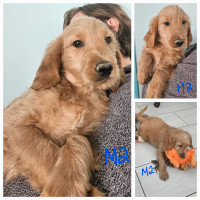F1 goldendoodle puppies