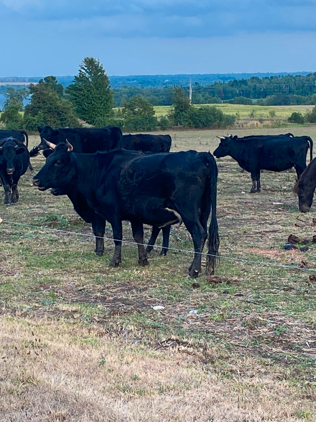 Bred Dexter Cows in Livestock in Kawartha Lakes