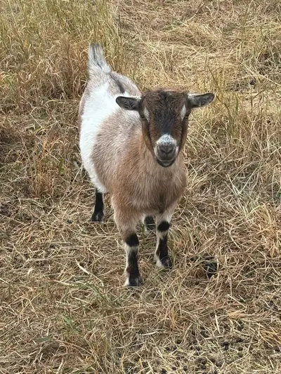 Penny is a 1.5 year old Nigerian dwarf doe. She’s polled and moon spotted. Ready to be bred any time...