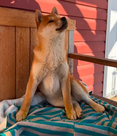 Shiba Inu Puppies, View more