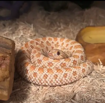 hognose snake albino adult male, View more