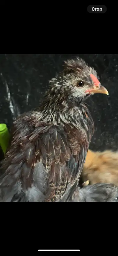 Free rooster silkie cross Cochin bantam