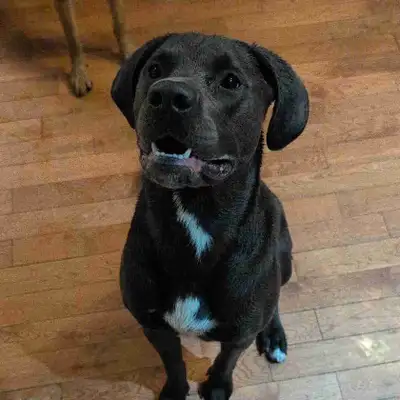 Cane Corso mix, View more
