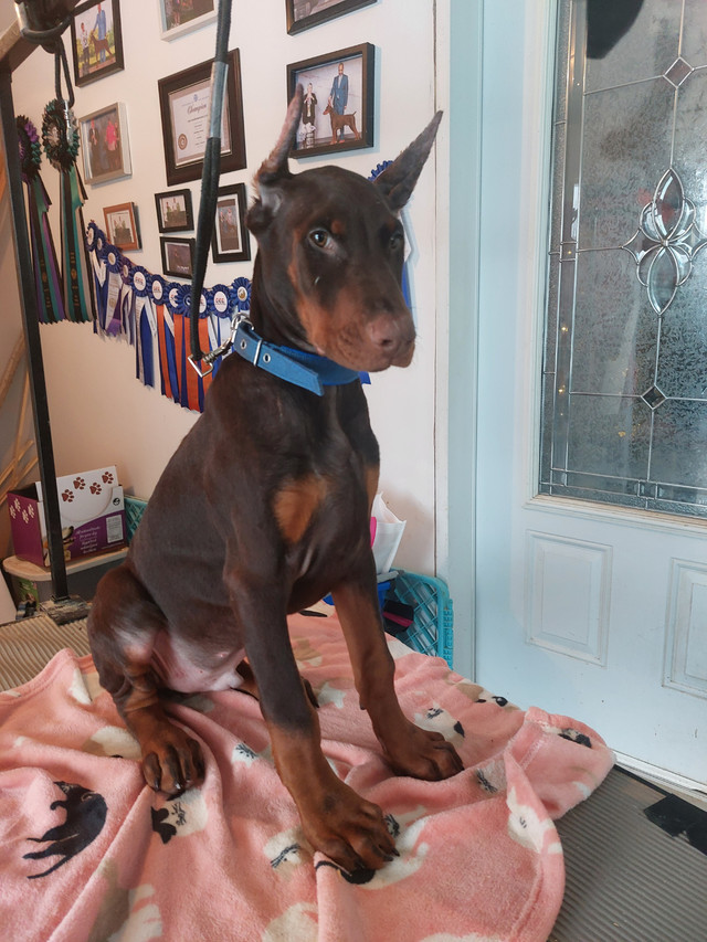 Chiots doberman enregistrés dans Chiens et chiots à adopter  à Thetford Mines - Image 2