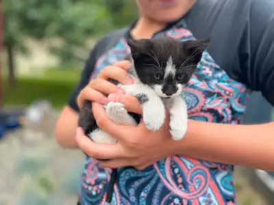 Adorable male Kitten - last one! , View more