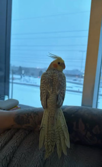 Cockatiel for sale (+big and carrier cages) 