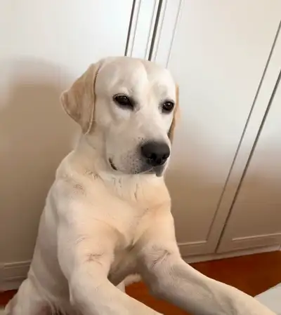 Rehoming dog - Cream Labrador (female, spayed), View more