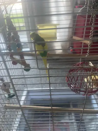 A good home for free birds, View more