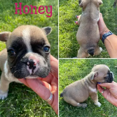 French Bulldog Puppies, View more