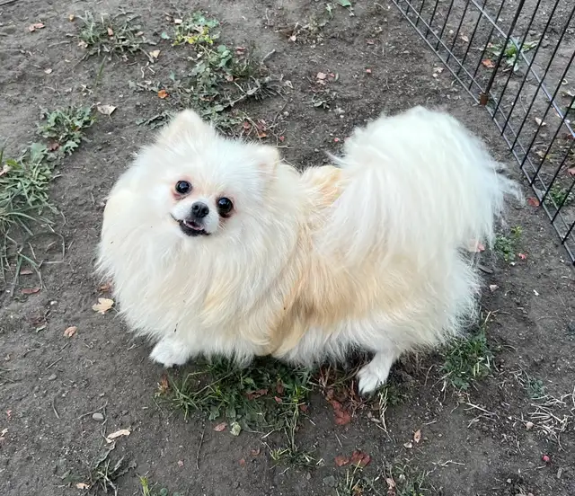 Tiny Teddy Bear Pomeranian Boy in Dogs & Puppies for Rehoming in Vernon - Image 10