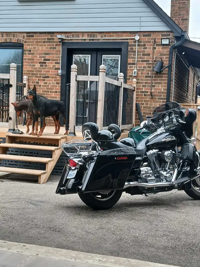 European Dobermans in Dogs & Puppies for Rehoming in City of Toronto - Image 6
