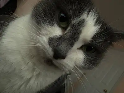 Cat needing to be rehomed to a loving family, View more