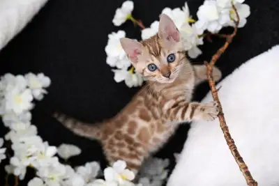 Exotic Snow Bengal Kittens – Reservations Open! Beautiful Snow Bengal kittens ready April 15th. Stun...