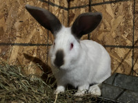 Lapins de chair à vendre / Rabbits for sale