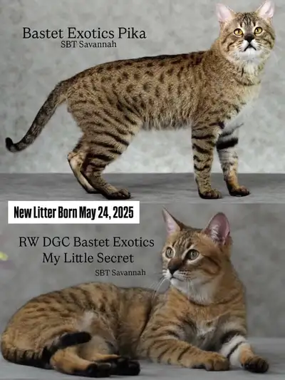 TICA registered Savannah Kittens , View more