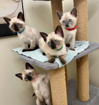 Purebred Siamese kittens available 
