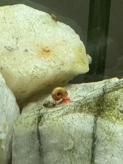 **Ramshorn Snails for Sale - Just $0.50 Each!** Add a splash of color and charm to your aquarium wit...