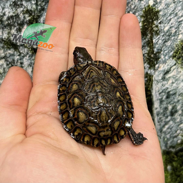 Tortue forestière peinte Bébé /Ornate wood turtle dans Reptiles et amphibiens à adopter  à Ville de Montréal - Image 2