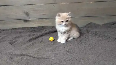 Ragdoll & Calico kitten- LAST ONE!, View more