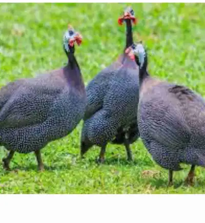 Looking to buy some more Guinea’s to add to our flock would prefer keets but will possibly take adul...