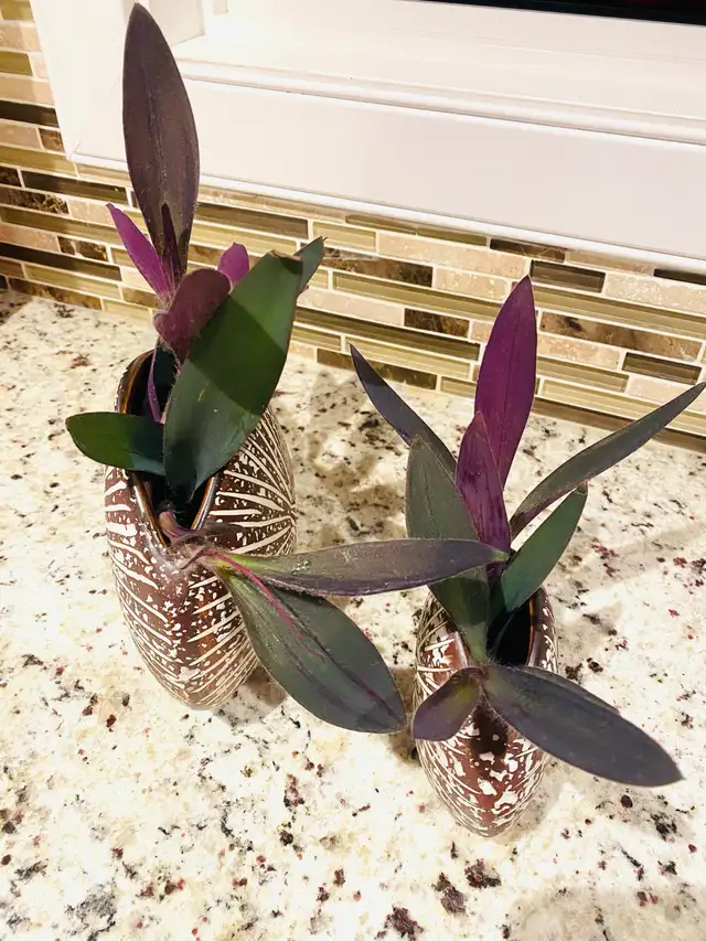 Purple Heart Plant in water in Wyoming in Canada - Image 3