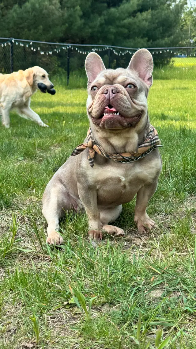 BOULEDOGUE FRANCAIS / FRENCH BULLDOG in Dogs & Puppies for Rehoming in Laval / North Shore - Image 10