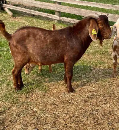 Boer breeding buck. One year old. Born March 2024. Posting on behalf of my Mom. Located by Thorhild....