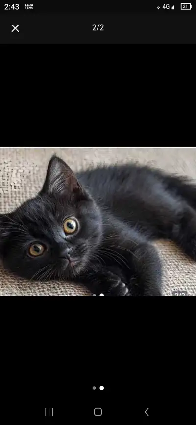 i have two beautiful baby black kittens, View more