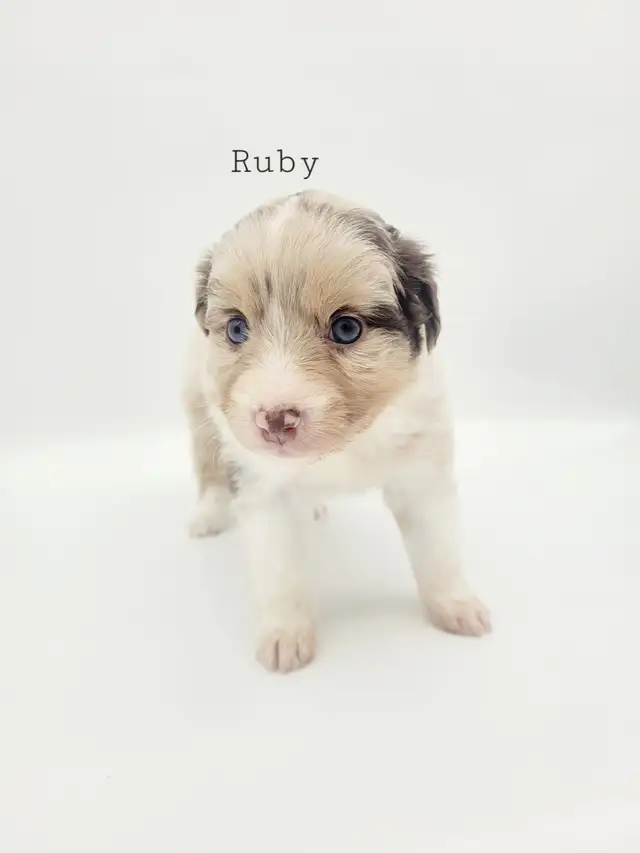 Toy/Mini Australian Shepard puppies in Dogs & Puppies for Rehoming in Edmonton - Image 2
