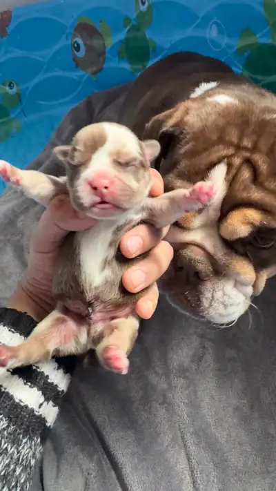 Il ne reste que 1 magnifique chiot femelle et 1 top mâle merle à 2500$ 1500$ rendez vous avec mon mâ...