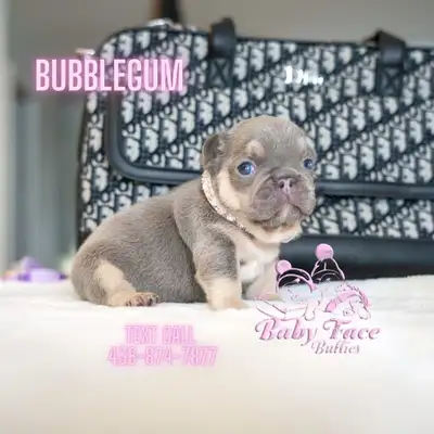 One of a kind French bulldog puppies, View more