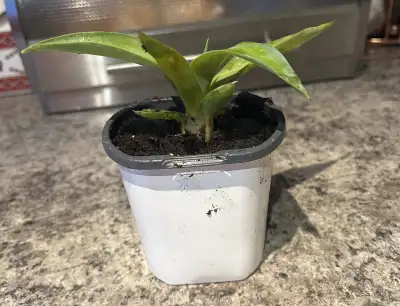 Century House  Plant, View more