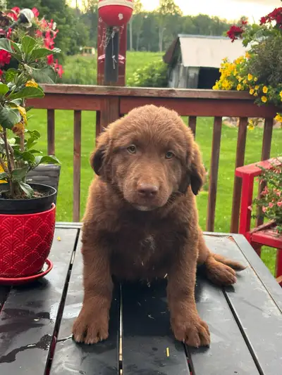 Lab crossed with Border Collie 705-990-3944, View more
