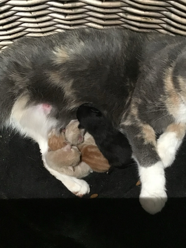 kittens and cat in Cats & Kittens for Rehoming in Moncton