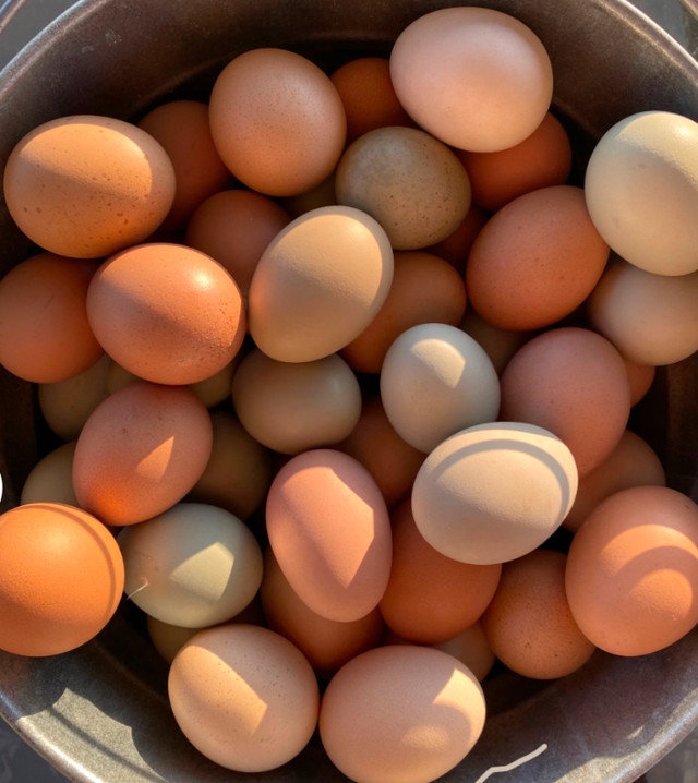 $5 Fresh farm eggs in Livestock in Oakville / Halton Region