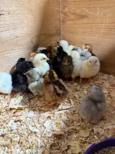 Day Old Chicks!, View more