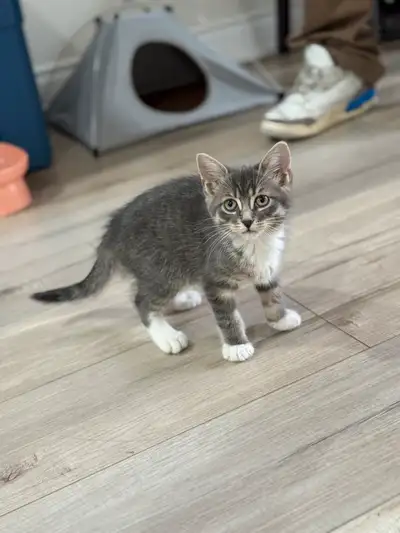 kitten for sale, View more