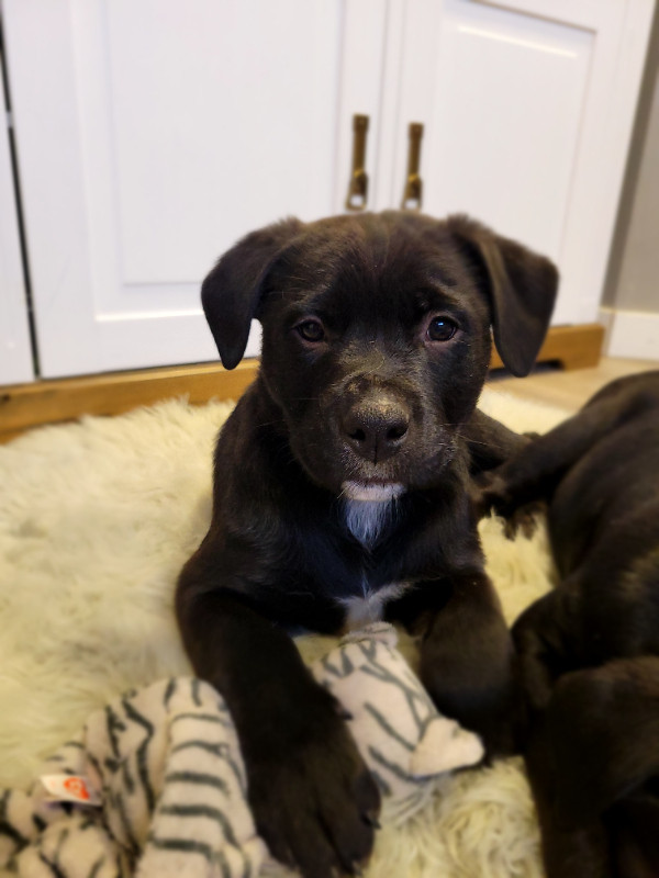 ***1 girl 1 boy left**** Lab x puppies Dogs & Puppies for Rehoming