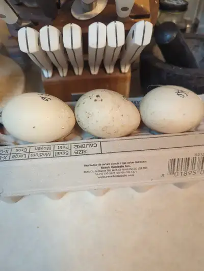 Fresh duck eggs for sale, View more