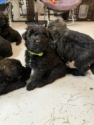 bouvier des Flandres, View more