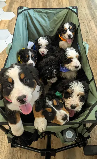 Chiots Bernedoodle standard . Prêtes à partir., View more